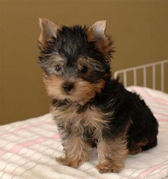 959 - yorkshire terrier toy