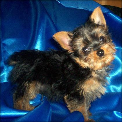 48842703_1 - yorkshire terrier toy