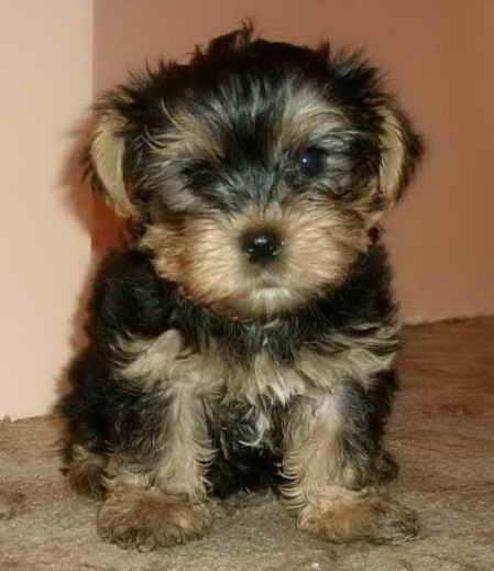 1277533467_101939211_1-Fotografii-de--yorkshire-terrier-toy-1277533467 - yorkshire terrier toy