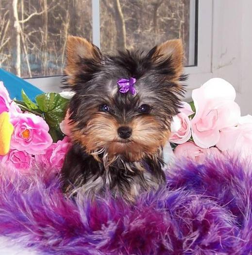 1285447524_123883579_1-Fotografii-de--Yorkshire-Terrier-pui-la-preturi-moderate-1285447524