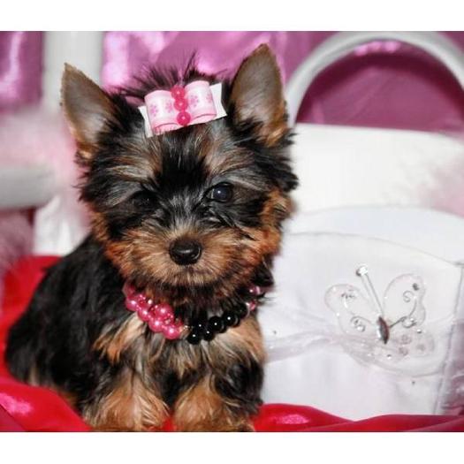 1285606111_124380007_1-Immagini-di--Cucciolo-di-Yorkshire-terrier-Toy-1285606111 - yorkshire terrier toy