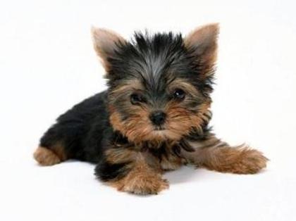 1295608053_159687131_1-Fotografii-de--vand-pui-yorkshire-terrier-toy - yorkshire terrier toy