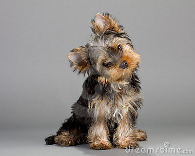 12782433424bo0u6 - yorkshire terrier toy