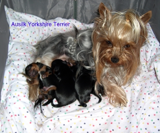 Ausilk Yorkshire Terrier ( LaBamba )-web