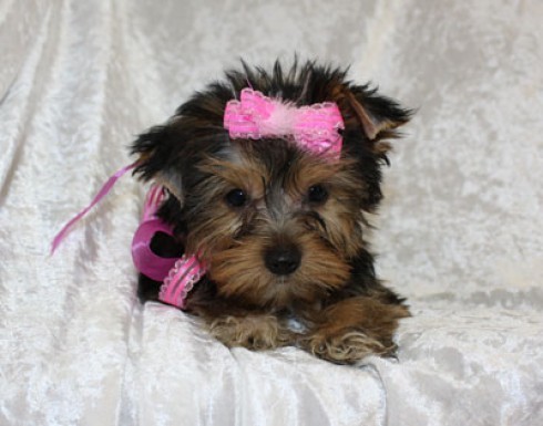 preciosos cachorros yorkshire terrier toy espaa_087