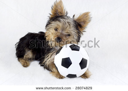 stock-photo-an-adorable-four-month-old-yorkshire-terrier-puppy-with-toy-soccer-ball-isolate-on-a-lig - yorkshire terrier toy