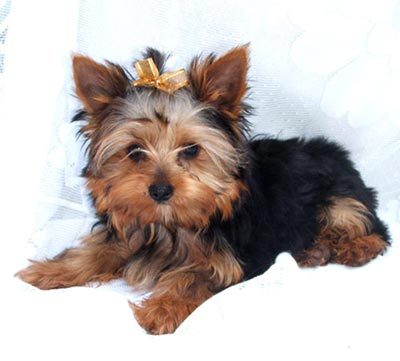 yorkie5