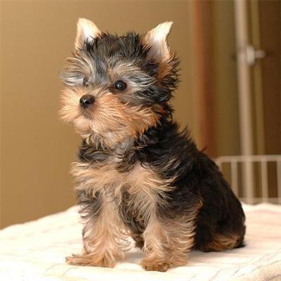 yorkie-puppy-091210