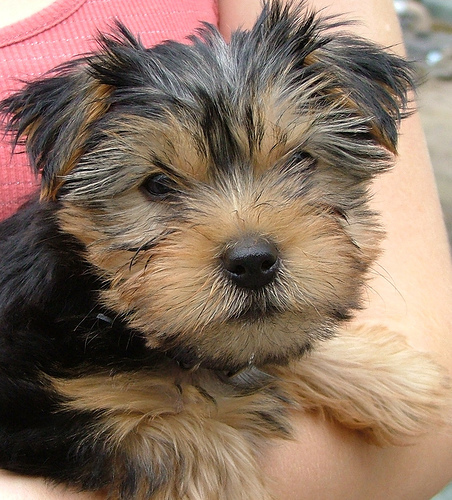 Yorkie-Puppy - yorkshire terrier toy