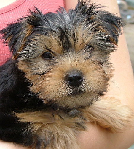 Yorkie-Puppy