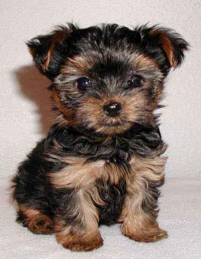yorkshire_terrier-12634