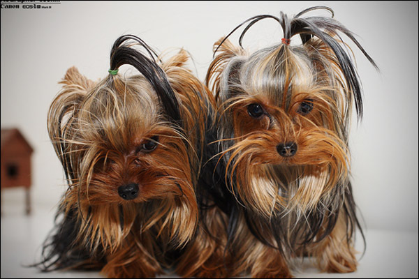 yorkshire_terrier_000b