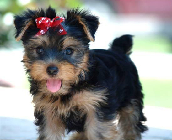 yorkshire-terrier-1 - yorkshire terrier toy