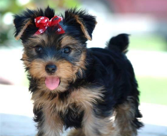 yorkshire-terrier-1