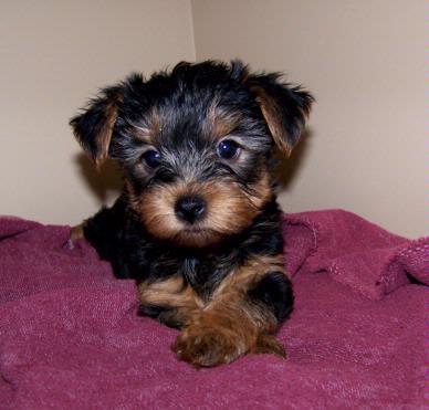 yorkshire-terrier-id10358b2