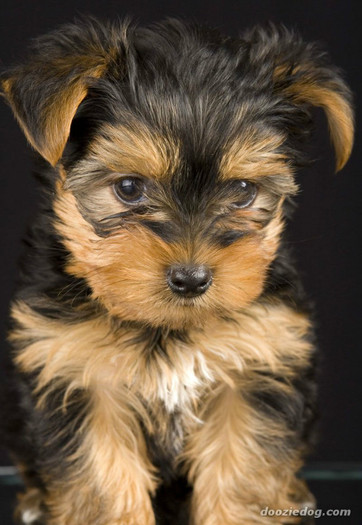 Yorkshire-Terrier-Puppy-11 - yorkshire terrier toy