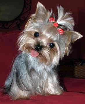 yorkshire-terrier-puppy - yorkshire terrier toy