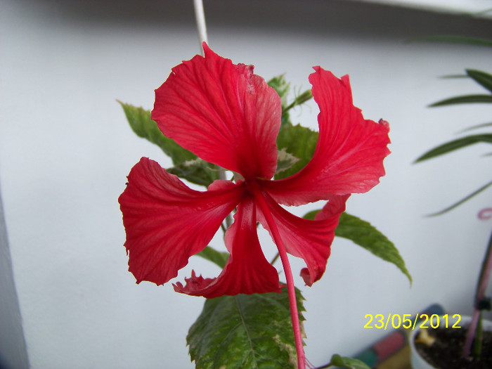 317_6352 - Flori 2012