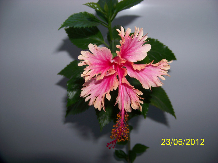 317_6366 - Flori 2012