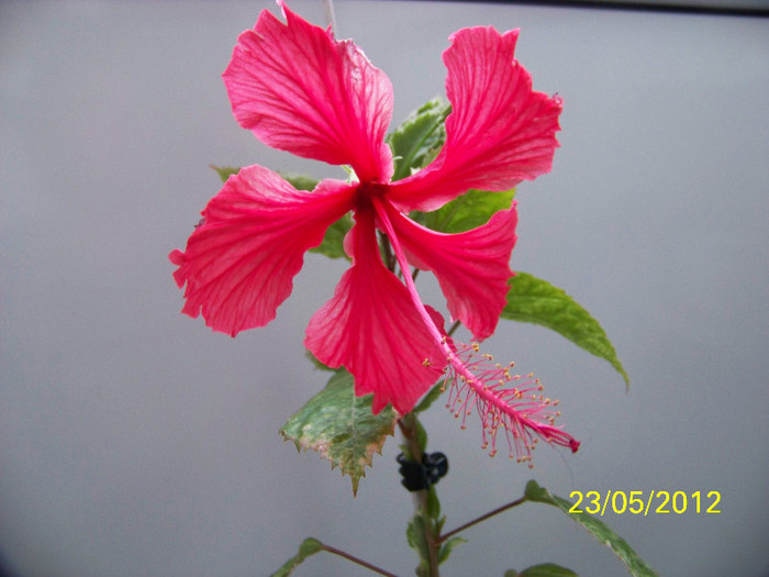 317_6370 - Flori 2012