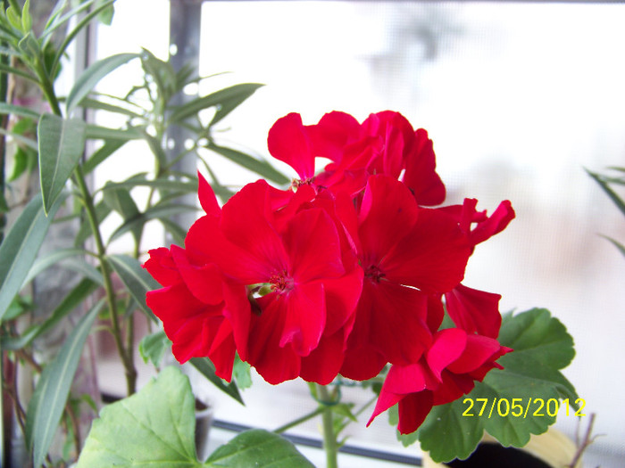 319_6395 - Flori 2012