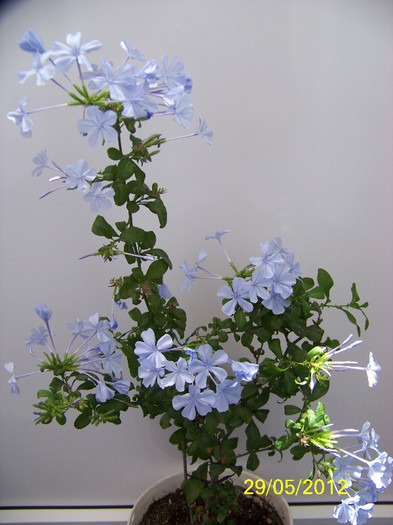 319_6403 - plumbago - Flori 2012