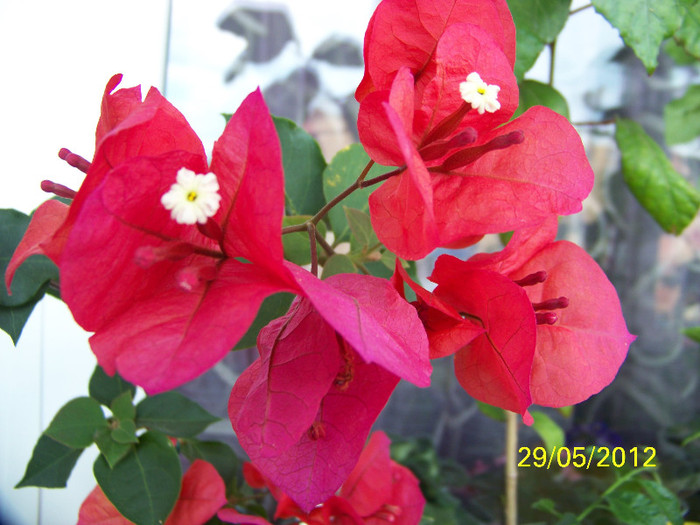 319_6407 - Flori 2012