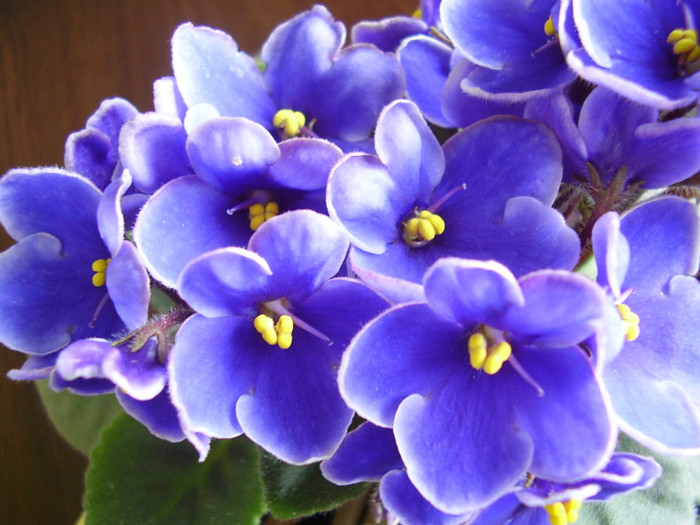 015 - violete 2012