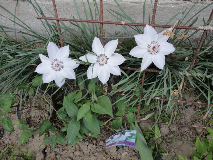 Miss bateman; Nu creste deloc...a facut 3 flori si aproape a murit..
