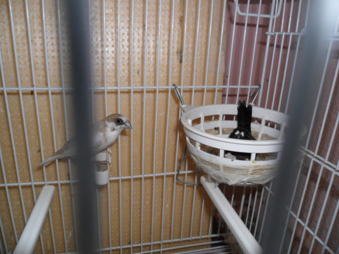 SAM_1587; la clocit....
