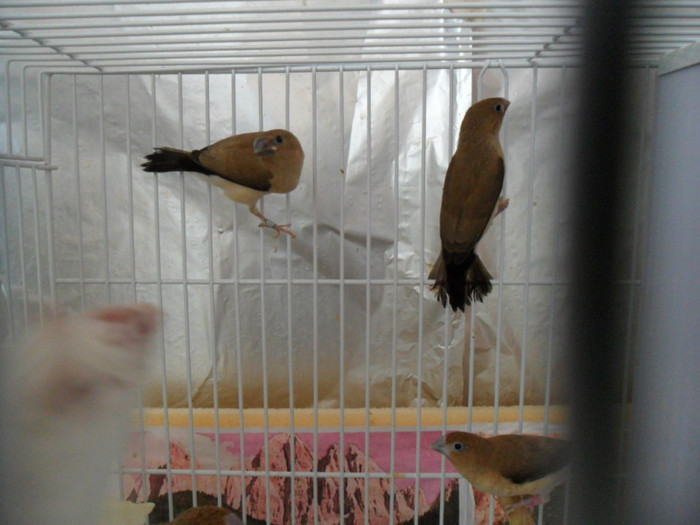 SAM_1590; agitatie.......
