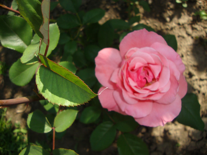  - in gradina