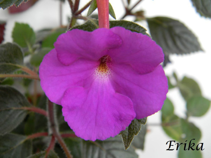 Pulcherrima 28-05-2012 - ACHIMENES  - varietati