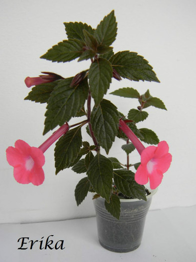 Rosy Frost 28-05-2012 - ACHIMENES  - varietati