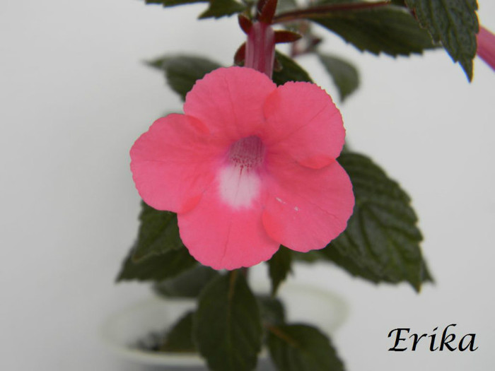 Rosy Frost 28-05-2012' - ACHIMENES  - varietati