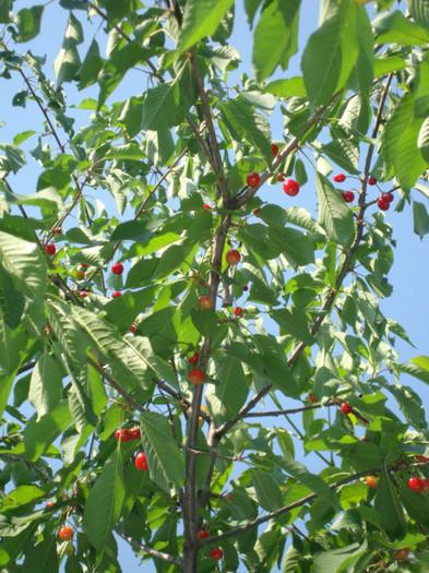 cirese - in gradina