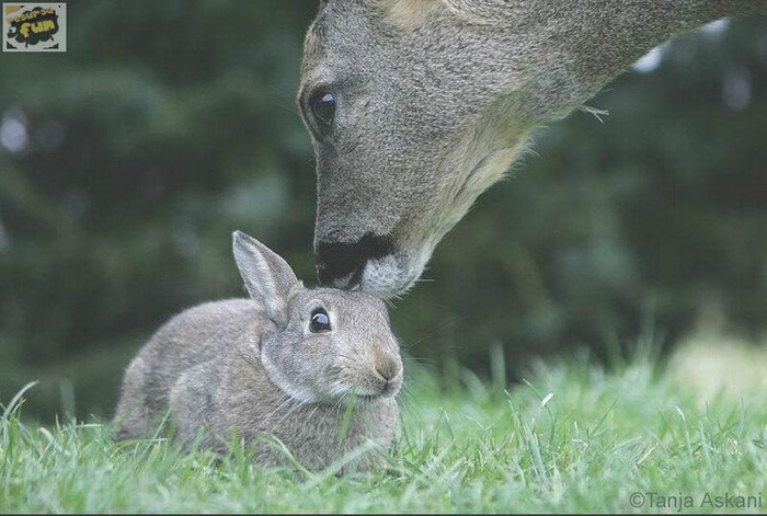 Oricine trebuie sa iubeasca  animalele si medilul inconjurator mama natura; si animale din alte rase se iubesc
