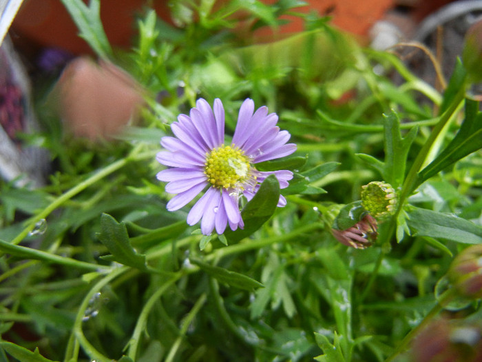 Swan River Daisy (2012, May 25)