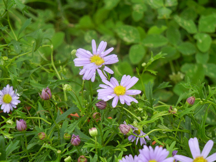 Swan River Daisy (2012, May 27) - DAISY Brachycome