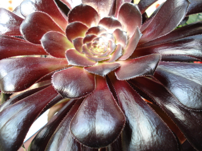 Aeonium Zwartkop (2010, April 23) - Aeonium Zwartkop