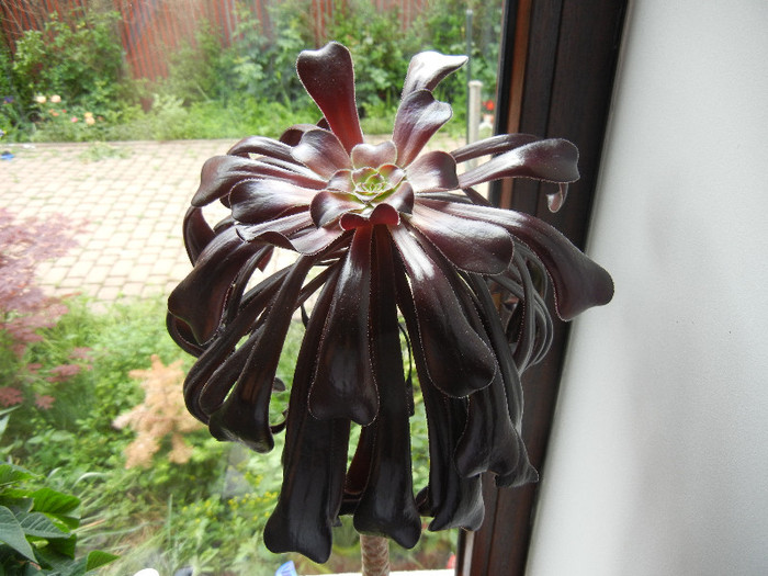 Aeonium Schwarzkopf (2012, May 23) - Aeonium Zwartkop