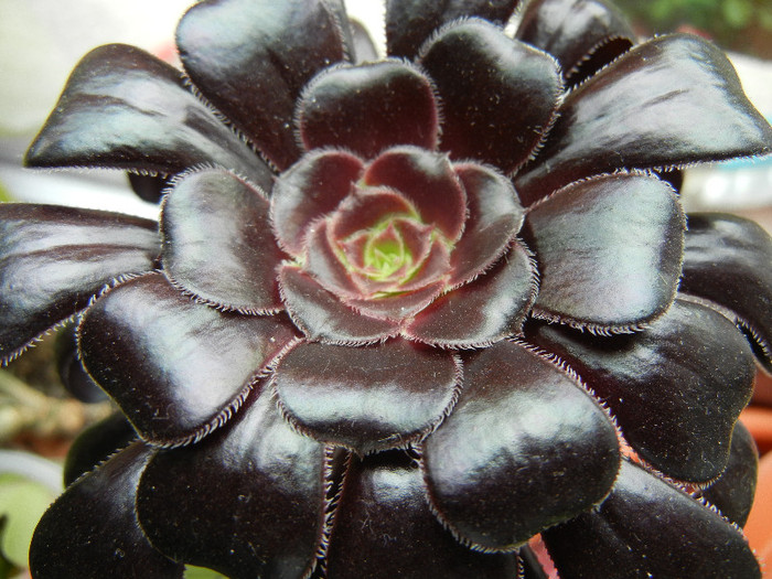 Aeonium Schwarzkopf (2012, May 23) - Aeonium Zwartkop