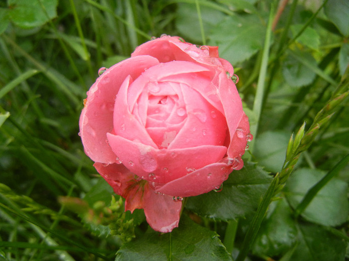 Rose Louise Odier (2012, May 25) - Rose Louise Odier