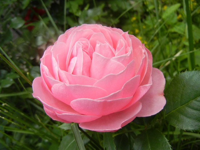 Rose Louise Odier (2012, May 25)