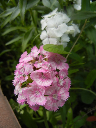 Dianthus barbatus (2012, May 30)