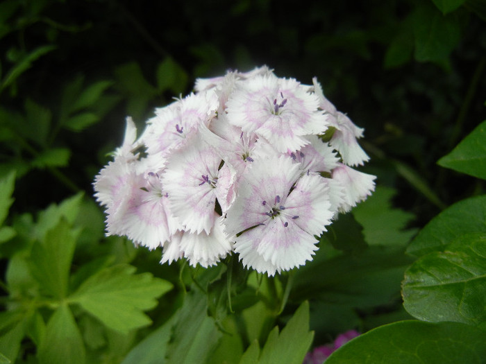 Dianthus barbatus (2012, May 30)