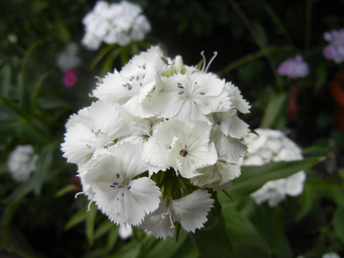 Dianthus barbatus (2012, May 30)