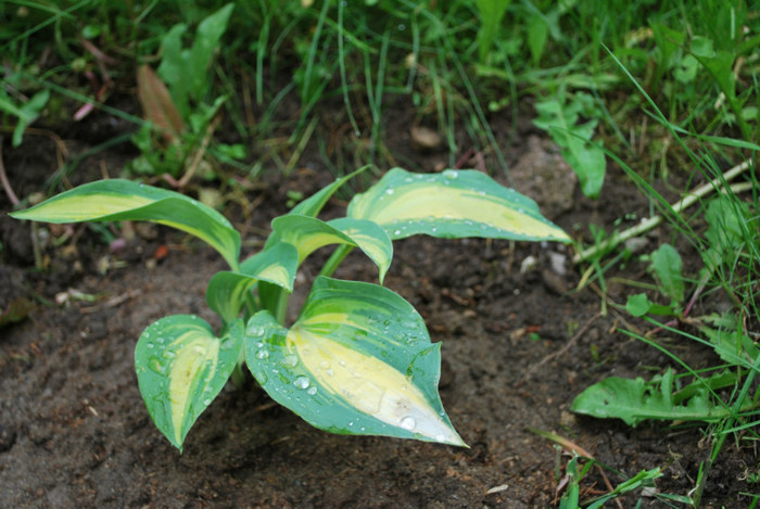 hosta