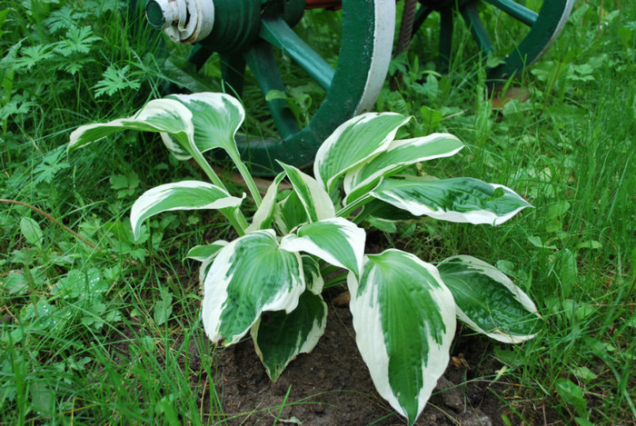 hosta
