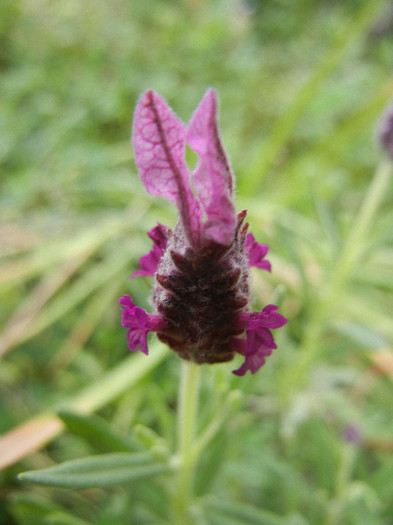 Lavender Alexandra (2012, May 18)